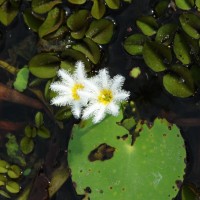 Nymphoides indica (L.) Kuntze